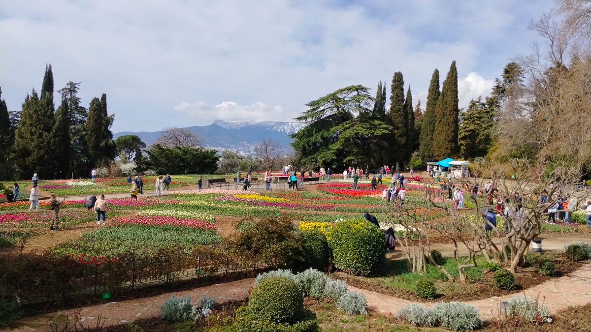 Во, сколько тюльпанов было. Общий вид.