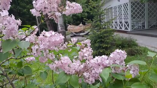 Астра Syringa Orange