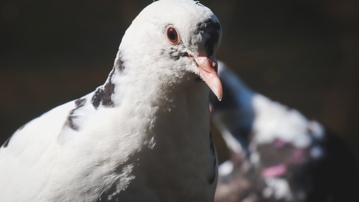     Источник: 1MI