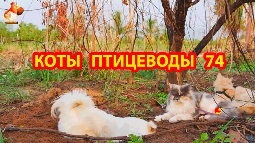 Пушистые коты птицеводы Айс и Ася (серия 74) 🪿🦆🐓 Сегодня с собачкой 🐕