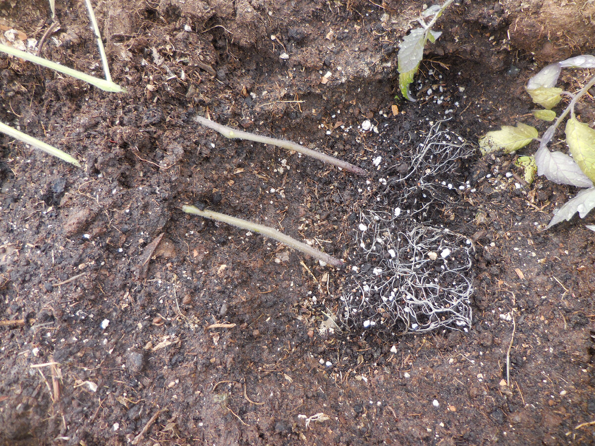 Два братца...