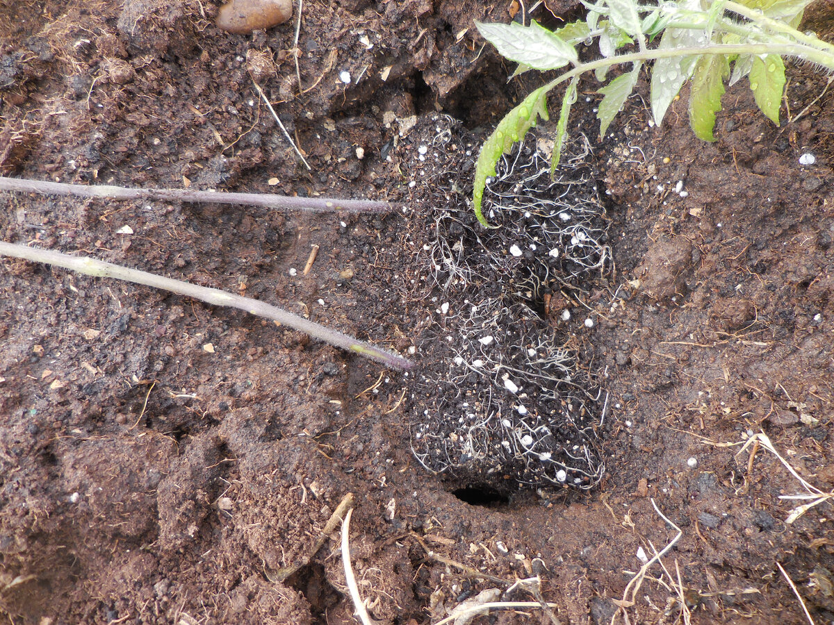... или две сестрички ))