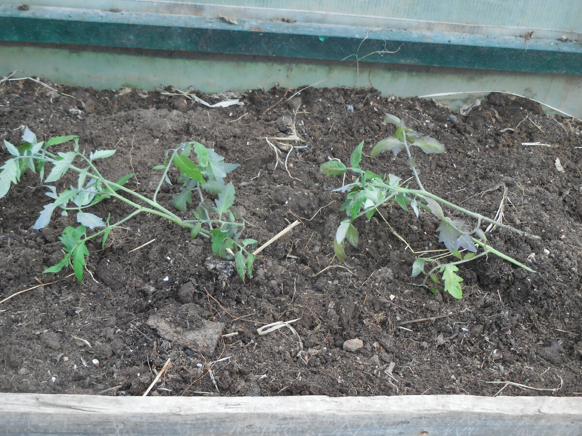 Вот такие дружные парочки будут расти в теплице, каждая пара - один сорт.