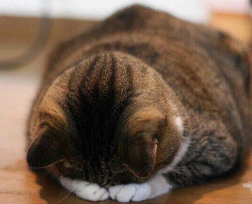 -Ну зачем тебе пылесос! Есть же веник!