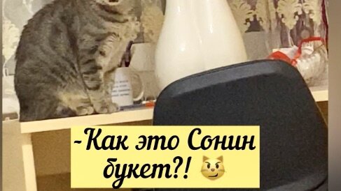 Цветочки же точно для Фреечки 😽🌸 А они шваброй пугают 😿