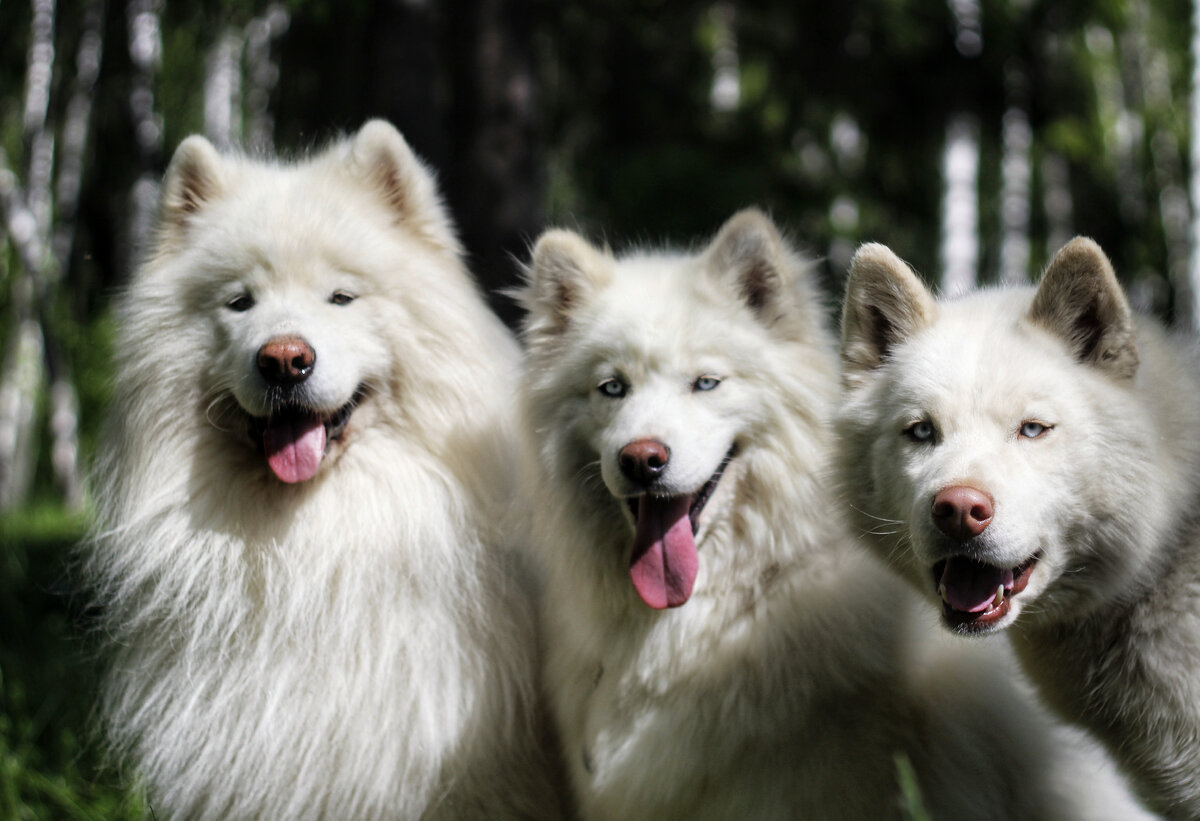Что вы видите, глядя на это фото? Три довольные и ухоженные собаки, адекватные, послушные, сытые, сидят по команде в лесу в солнечный денёк?