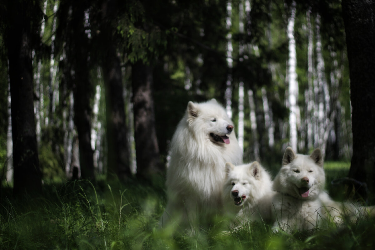 Что вы видите, глядя на это фото? Три довольные и ухоженные собаки, адекватные, послушные, сытые, сидят по команде в лесу в солнечный денёк?-2