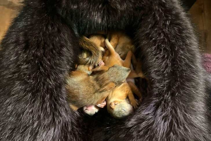    Фото и видео предоставлены Алисой Богомоловой.