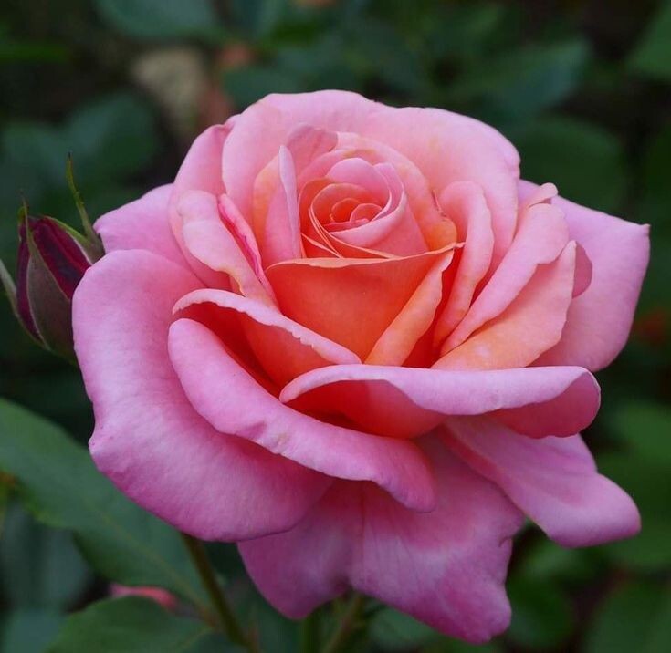 Картинка найдена на просторах интернета, ссылка https://yandex.ru/images/search?from=tabbar&img_url=https%3A%2Fi%2F.pinimg.com%2Foriginals%2Fa8%2F34%2Fа3f%2Fa83р43f81с281479b5e7bd53274cf0591a19.jpg&lr=47&pos=15&rpt=simage&text=%D1%86%D0%B2%D0%B5%D1%82%D1%8B%20%D0%BA%D1%80%D1%83%D0%BF%D0%BD%D0%BE%20%D1%84%D0%BE%D1%82%D0%BE