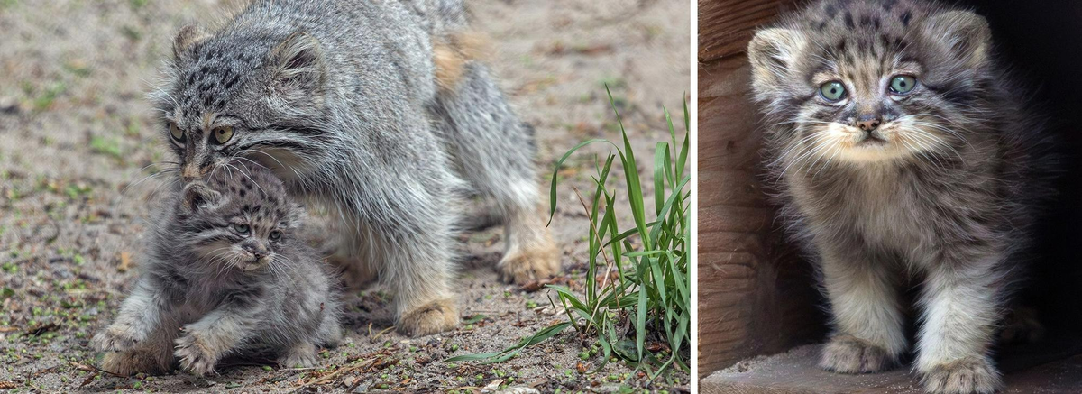 Фото: Владимир Габов, vk.com/novosibirsk_zoo