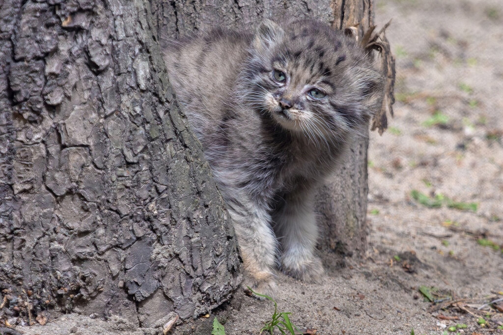 Фото: Владимир Габов, vk.com/novosibirsk_zoo
