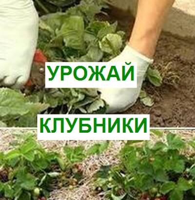 урожай клубники