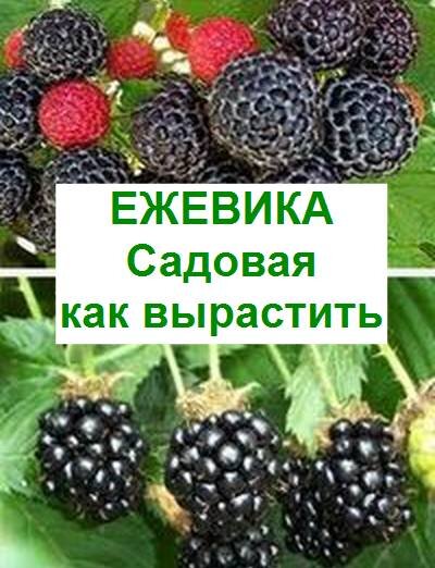 выращивание садовой ежевики