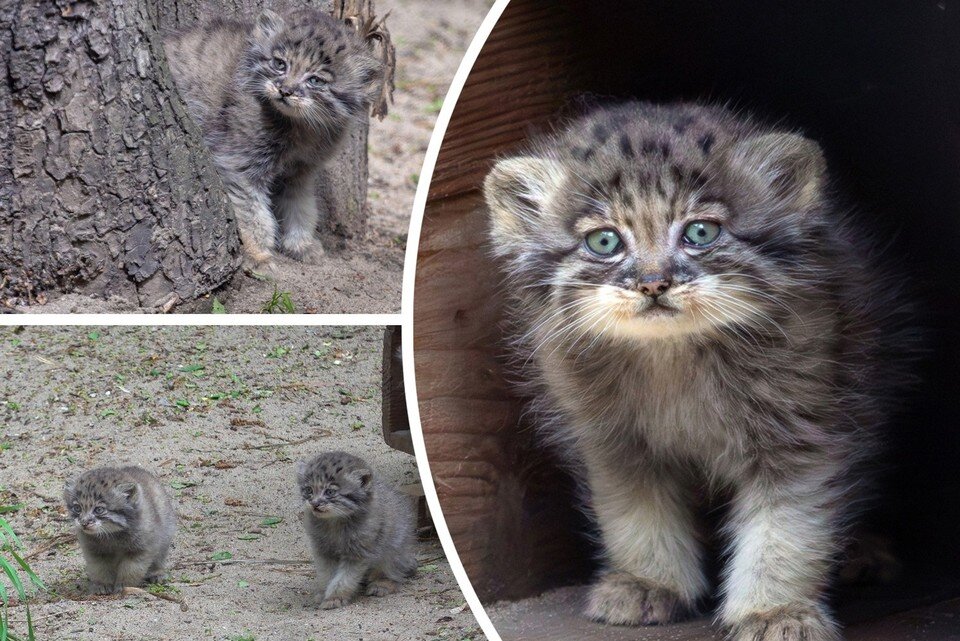    Маленькие манулы выходят на первые прогулки. Фото: Владимир ГАБОВ / Сергей ИЛЬТЯКОВ