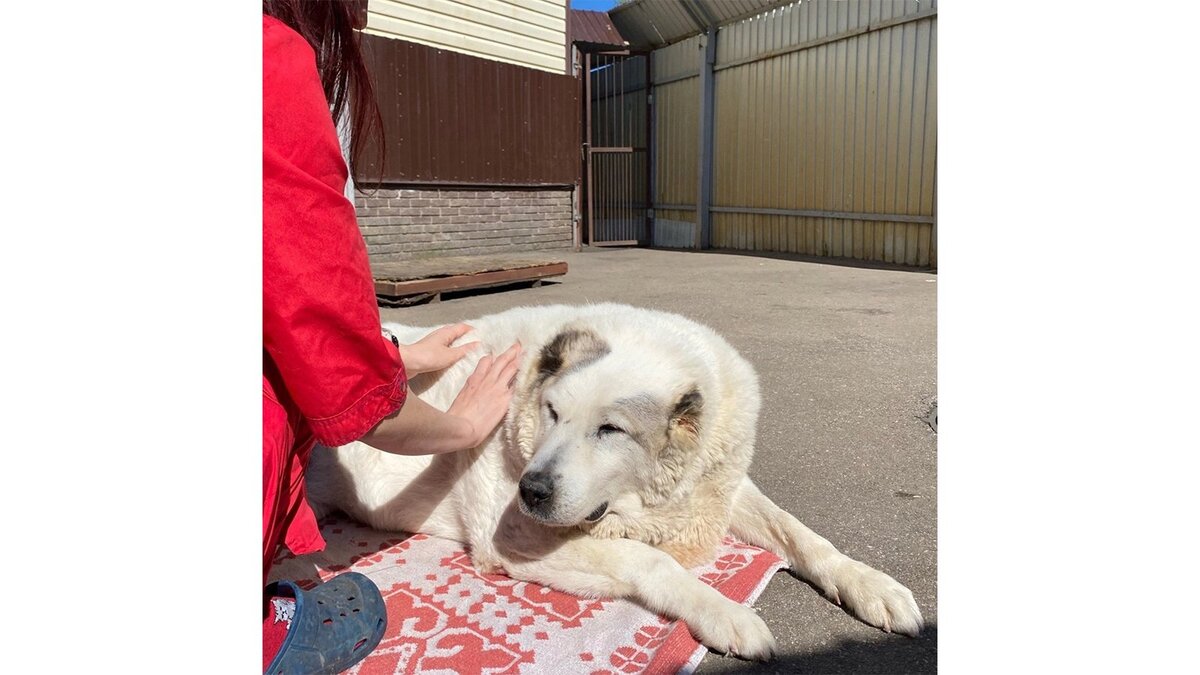 Нижегородский пес с ожирением Кругетс похудел на 50 кг и ему ищут хозяев |  Питомцы Mail.ru | Дзен