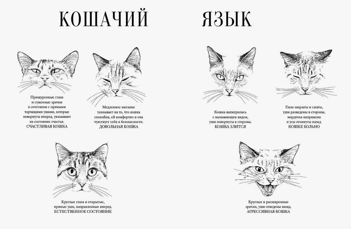 Кошачий язык