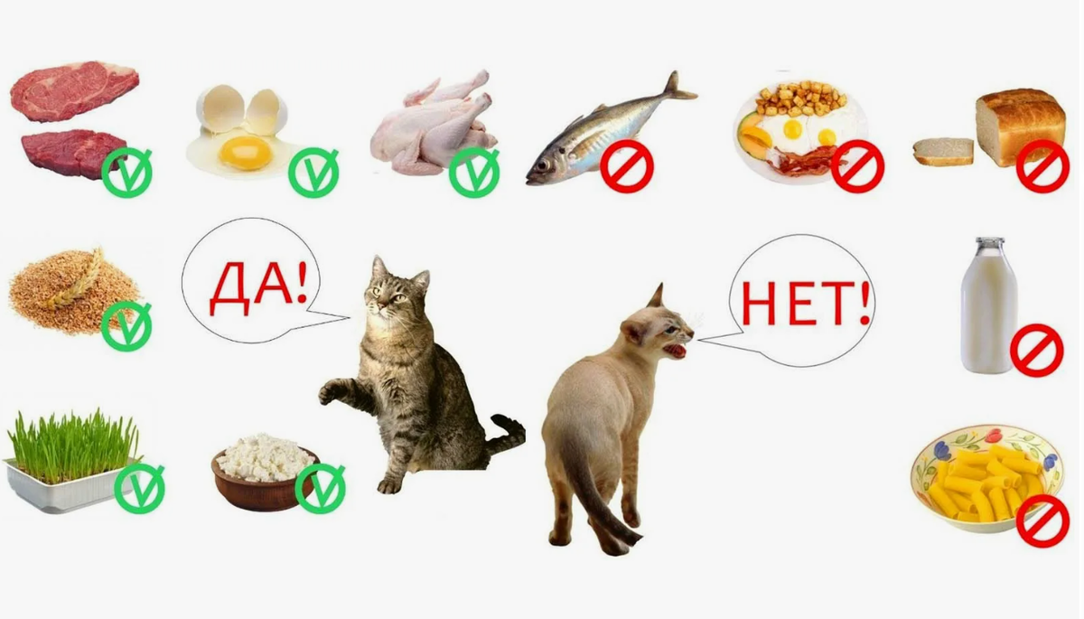Правильное питание кошек