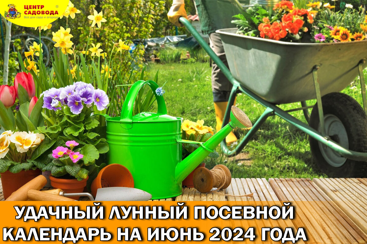 Удачный лунный посевной календарь на июнь 2024 года | Центр Садовода  Оренбург | Дзен