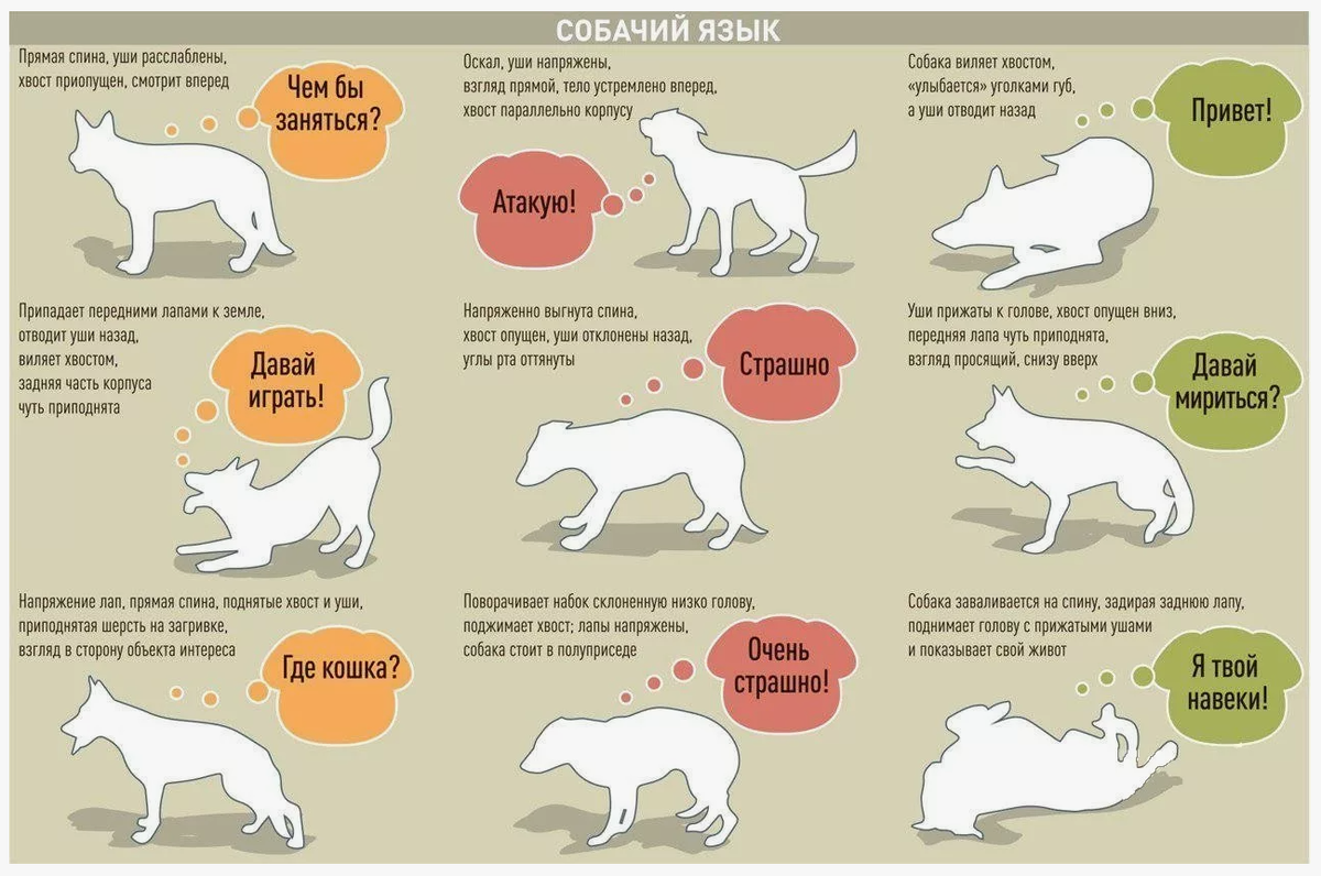 Собачий язык