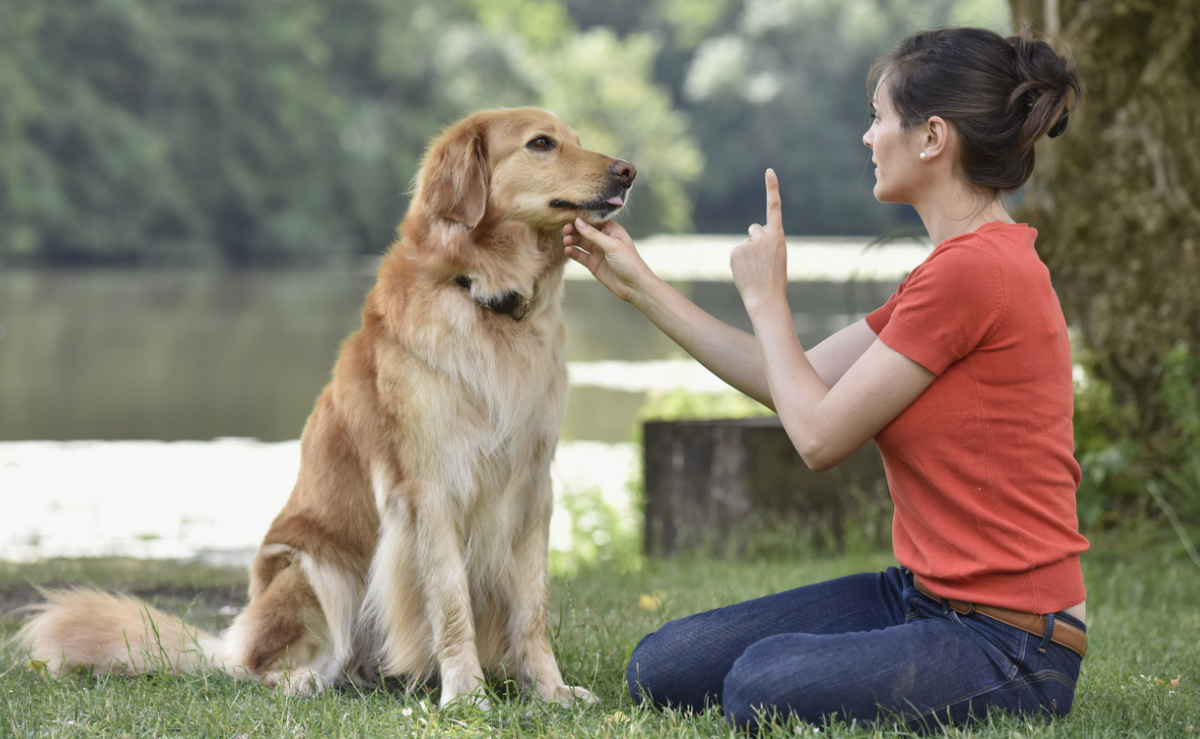Обучение собак