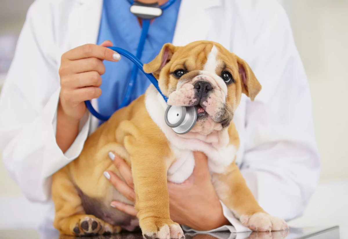Ветеринарный уход за собаками