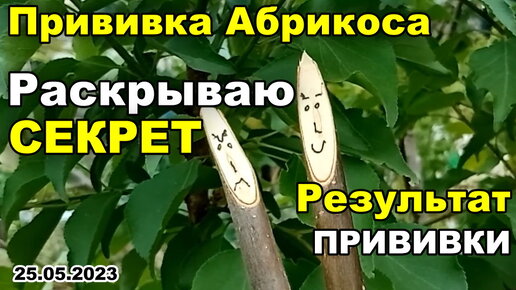 Раскрываю СЕКРЕТ, как УЛУЧШИТЬ результат ПРИВИВКИ дерева абрикоса. Делай УСПЕШНЫЕ прививки всего за 3 МИНУТЫ | 25 мая 2023 г.