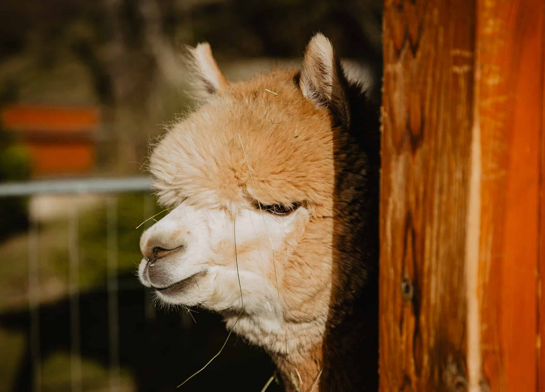 Скорее всего, именно так выглядит мордочка Альпаки, когда она продумывает план триумфального шествия по футбольному полю