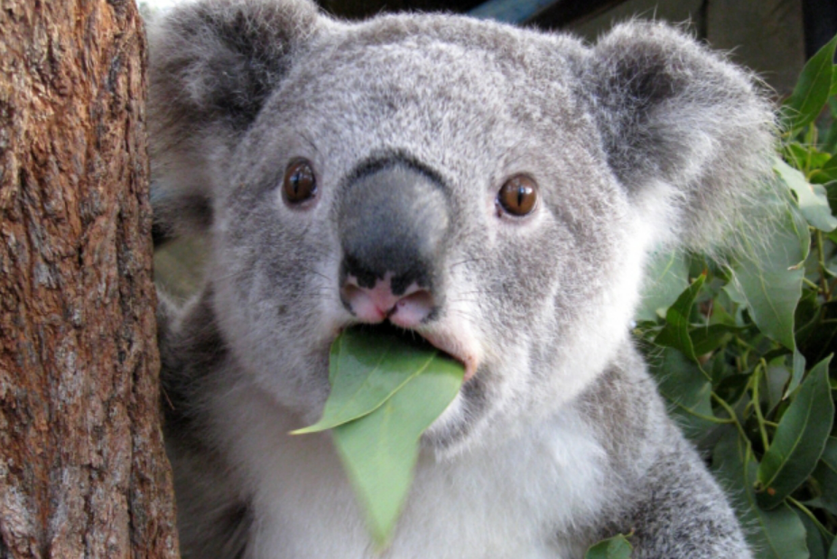 Обнимите коалу. Срочно!  Изображение позаимствовано с сайта regnum.ru