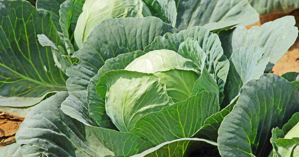 Крупная, сочная, плотная капуста — всегда: секреты выращивания по соетам агронома