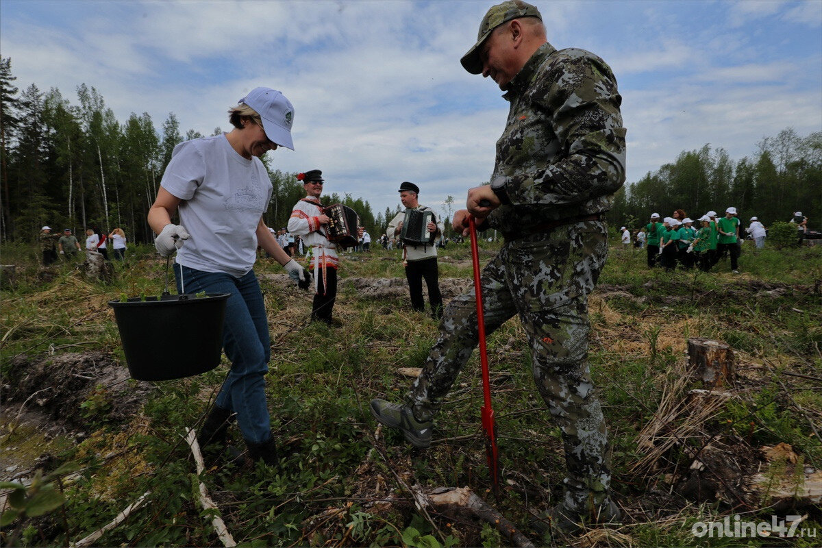 Фоторепортаж: как в Ленобласти прошел «Всероссийский день посадки леса» |  Online47.ru | Дзен