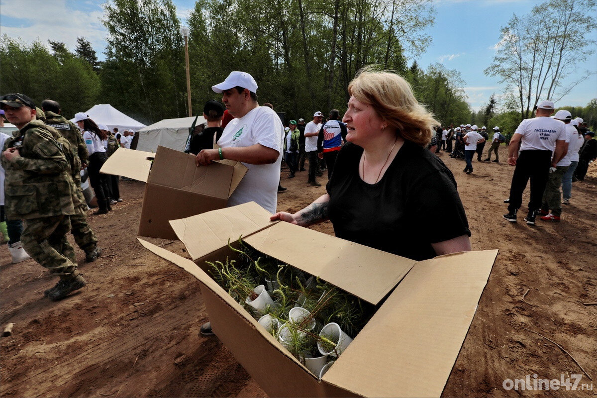 Фоторепортаж: как в Ленобласти прошел «Всероссийский день посадки леса» |  Online47.ru | Дзен