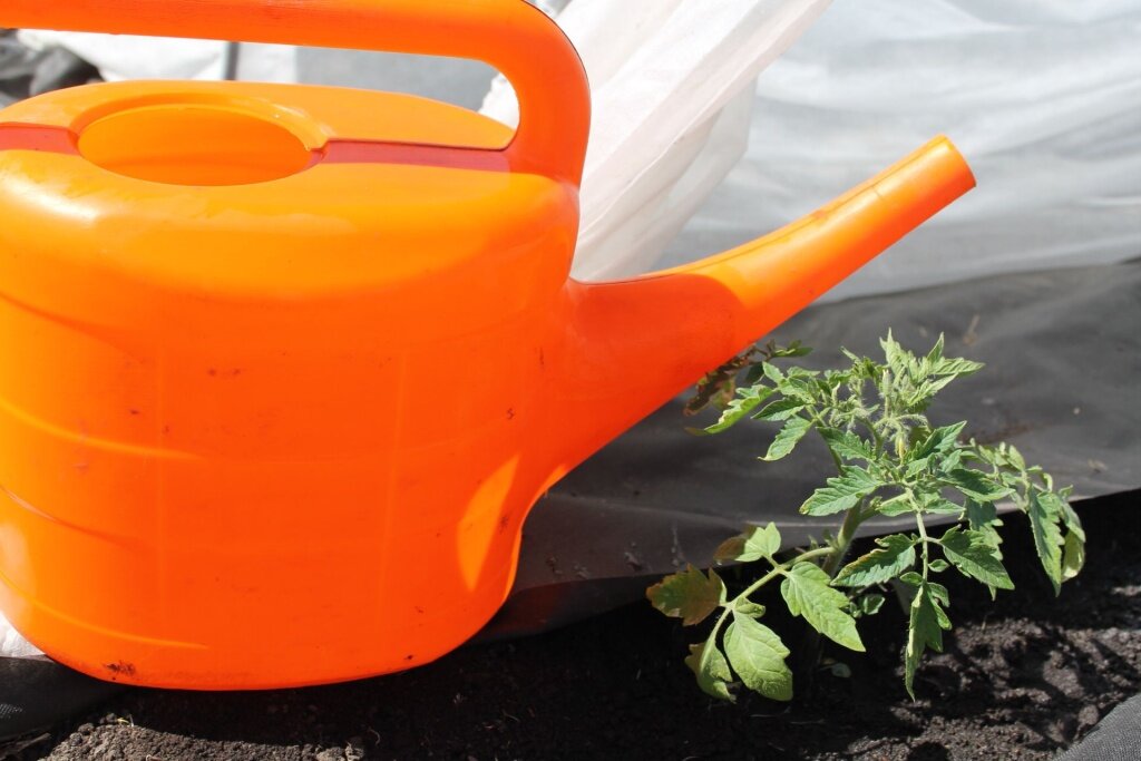  Первая подкормка томатов