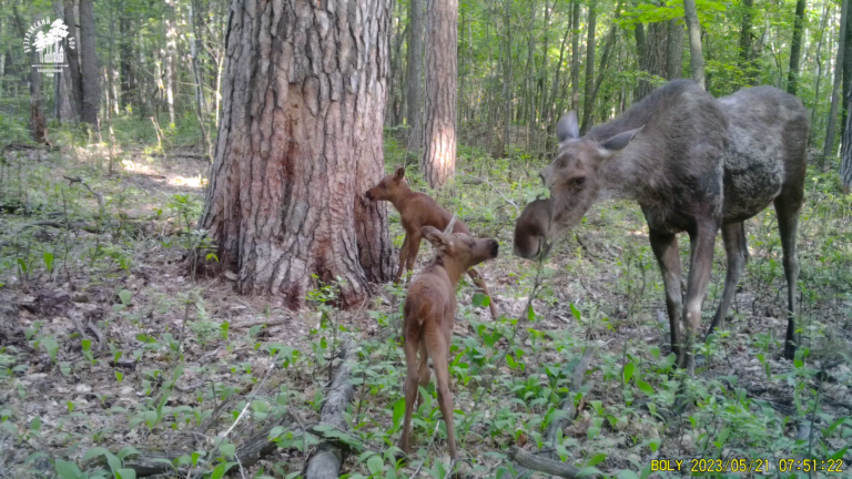    В Бузулукском бору в фотоловушку попала «многодетная» лосиная семья Кристина Просвиркина