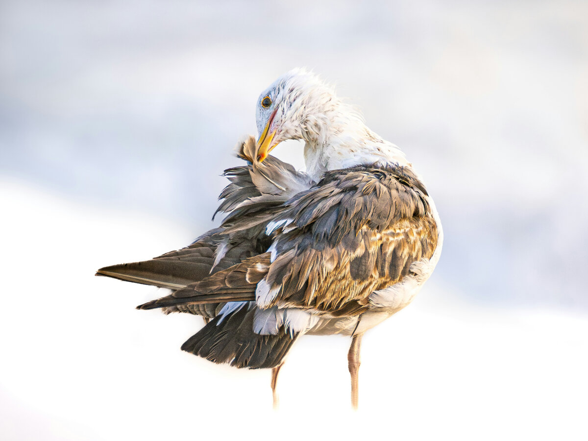 Картинка с бесплатного фотостока https://unsplash.com, автор Javier Patiño Loira