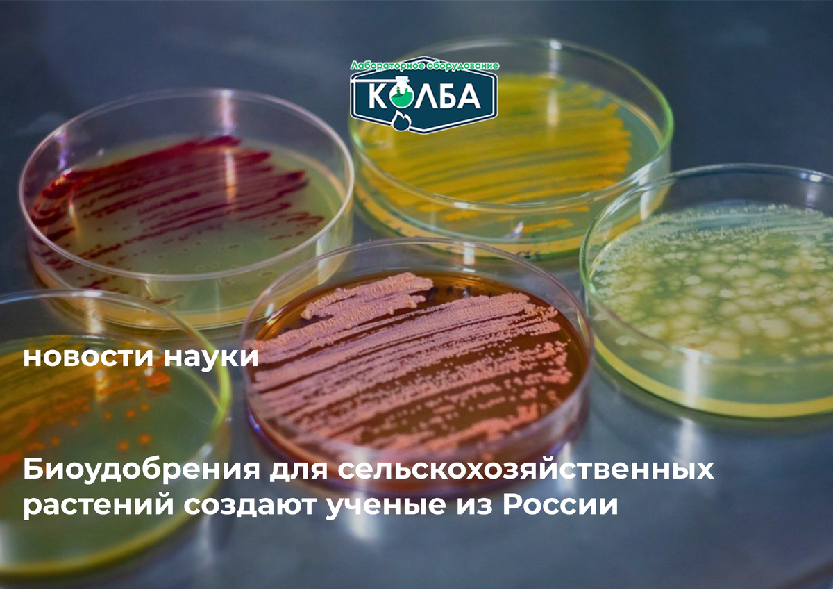 Биоудобрения для сельскохозяйственных растений создают ученые из России 