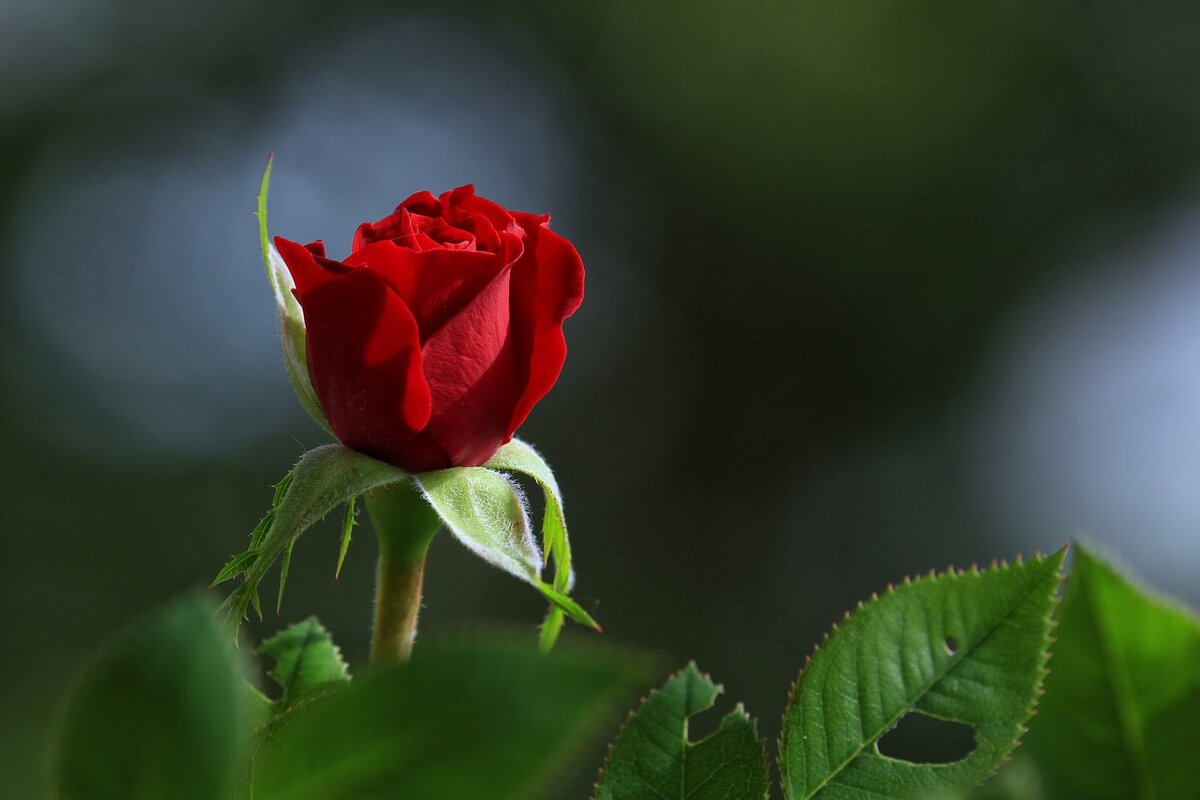 Фото: pixabay.com