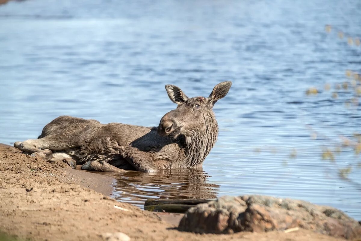    Жителя Томской области оштрафовали на 80 тысяч рублей за отстрел лося