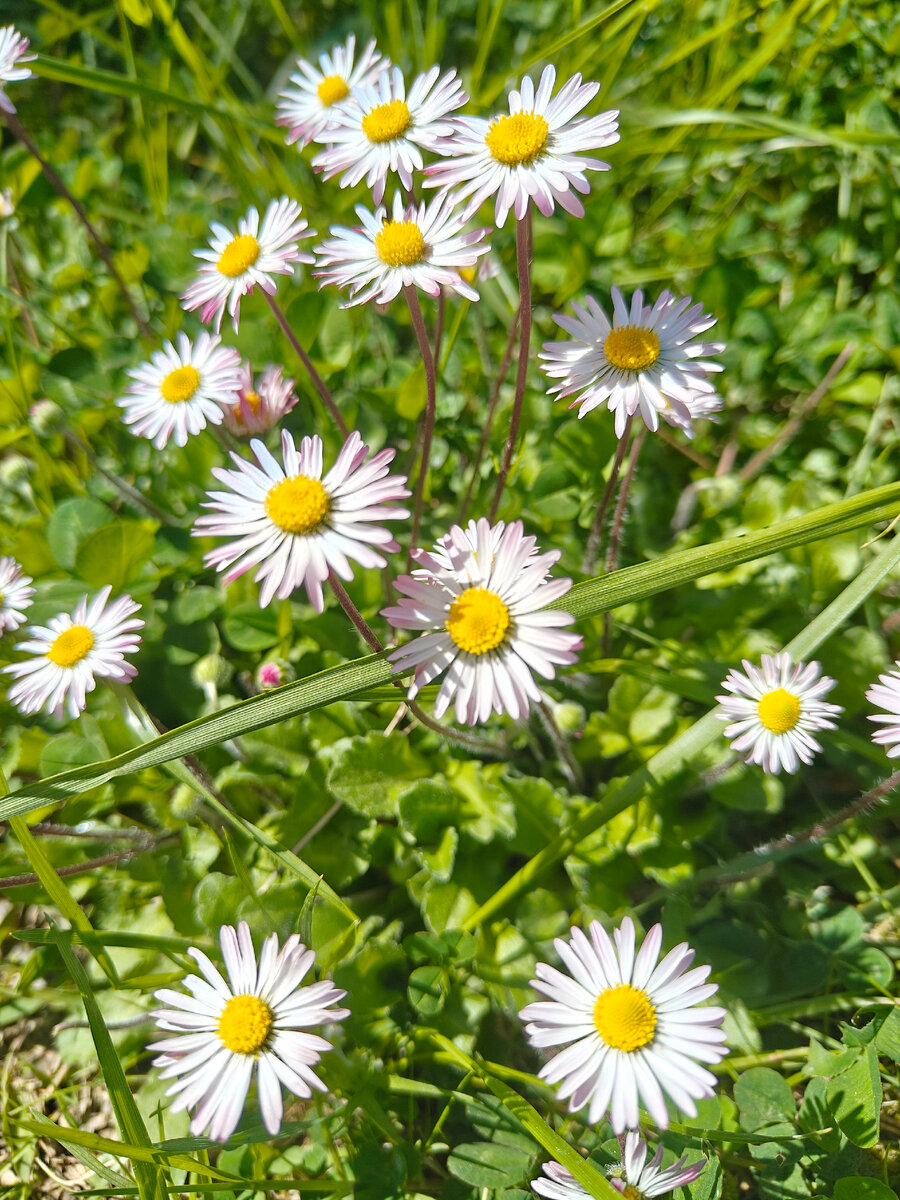 Разьяснения Росреестра о приватизации общего имущества.