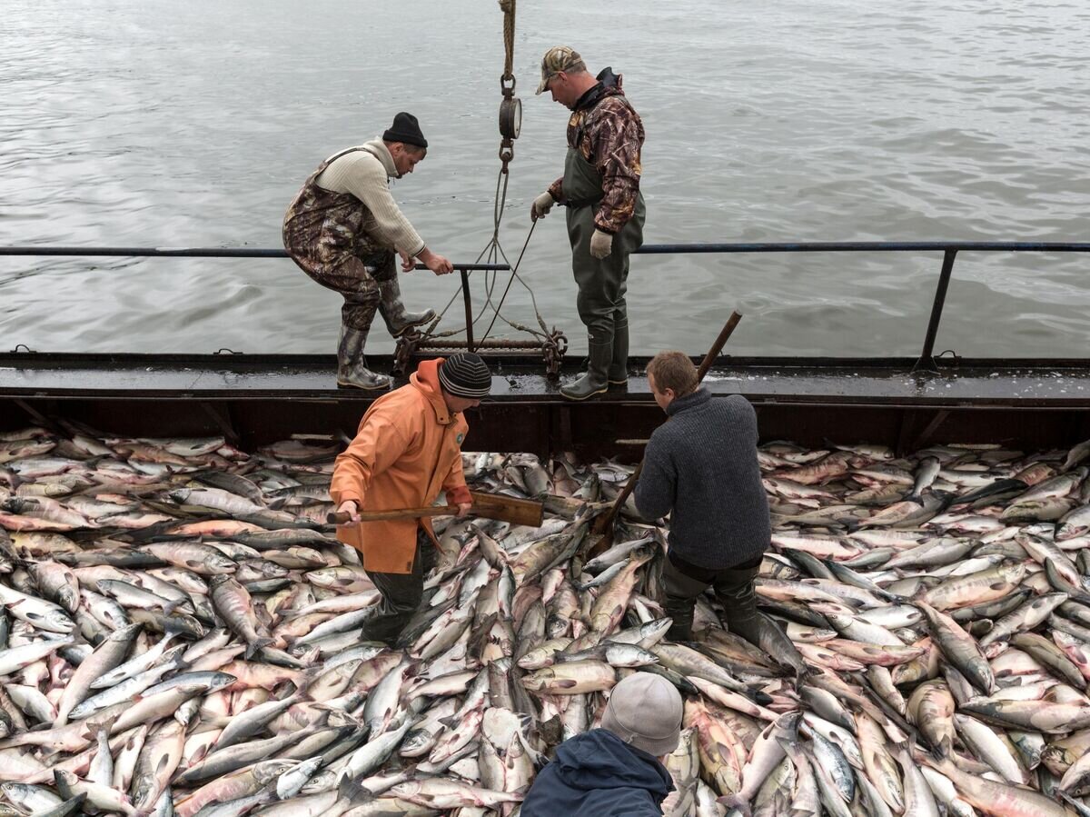    Рыбаки во время приема лосося на фабрике береговой обработки рыбы© РИА Новости / Александр Пирагис