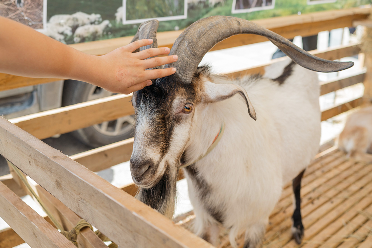 Фото: Мадина Гаджиева/ТАСС 
