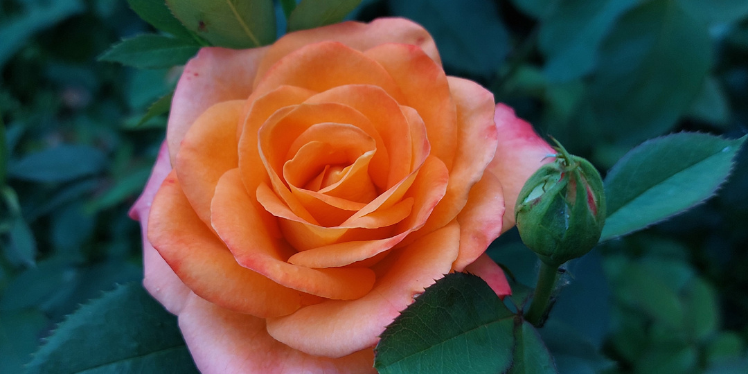 Три самых частых заболевания роз: МР, ЛМР, ЧП