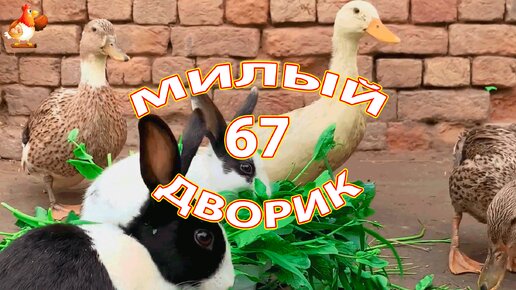 Милый дворик серия 67