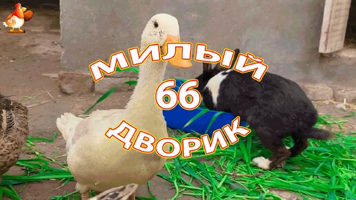 Милый дворик серия 66