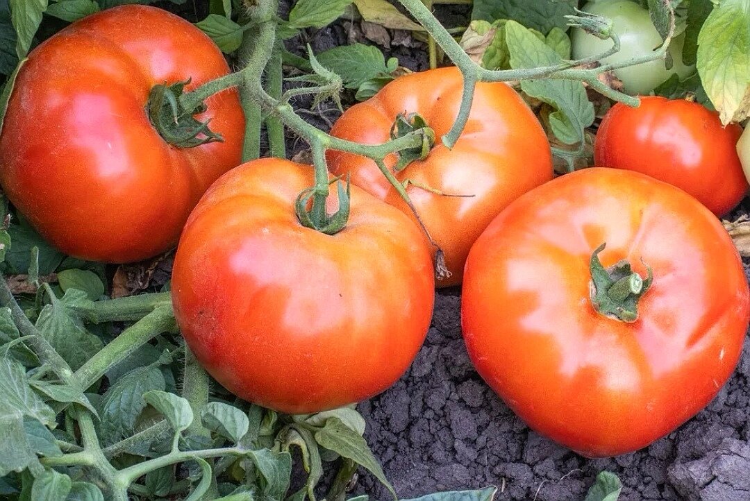 Хеви даст урожай гарантированно, это я уже точно проверила. 