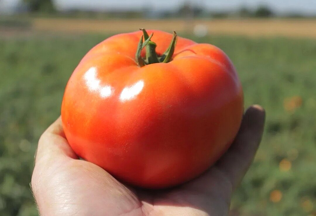 Крупные, ровные плоды и их много на каждом кусте. 