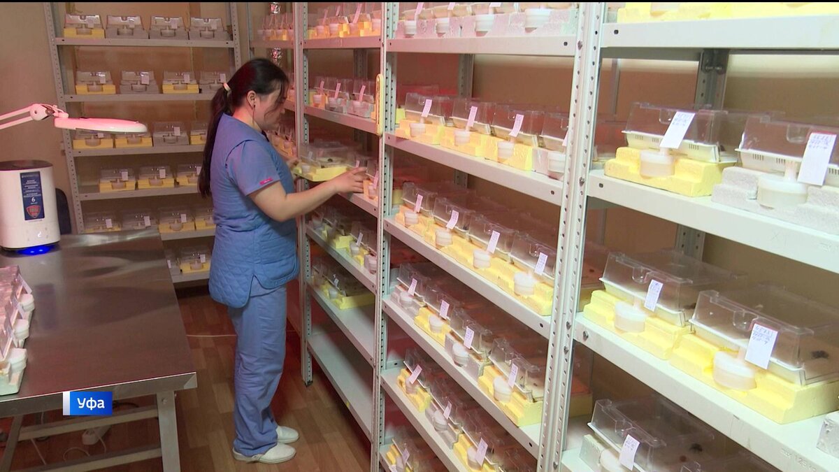    В Уфе поставили на поток разведение шмелей для нужд сельского хозяйства