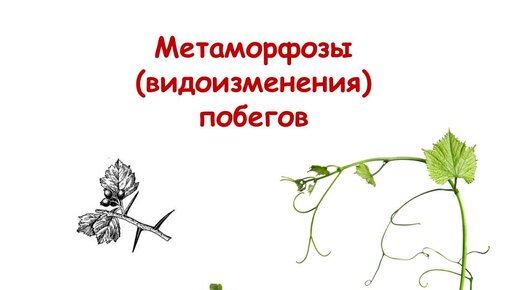 Метаморфозы (видоизменения) побегов