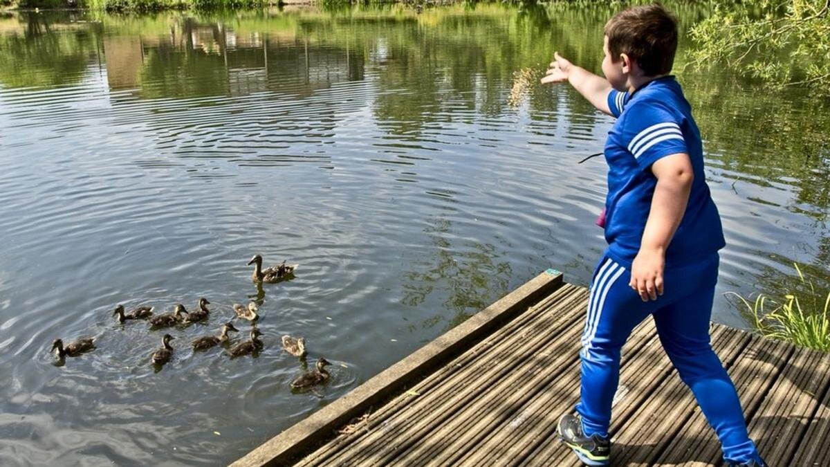    Мальчик кормит уток на пруду:Flickr/Dave - and Relax