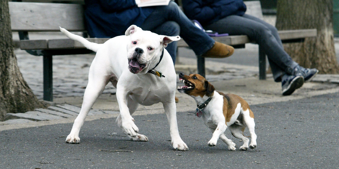 Полиция будет штрафовать граждан за нарушение правил выгула собак