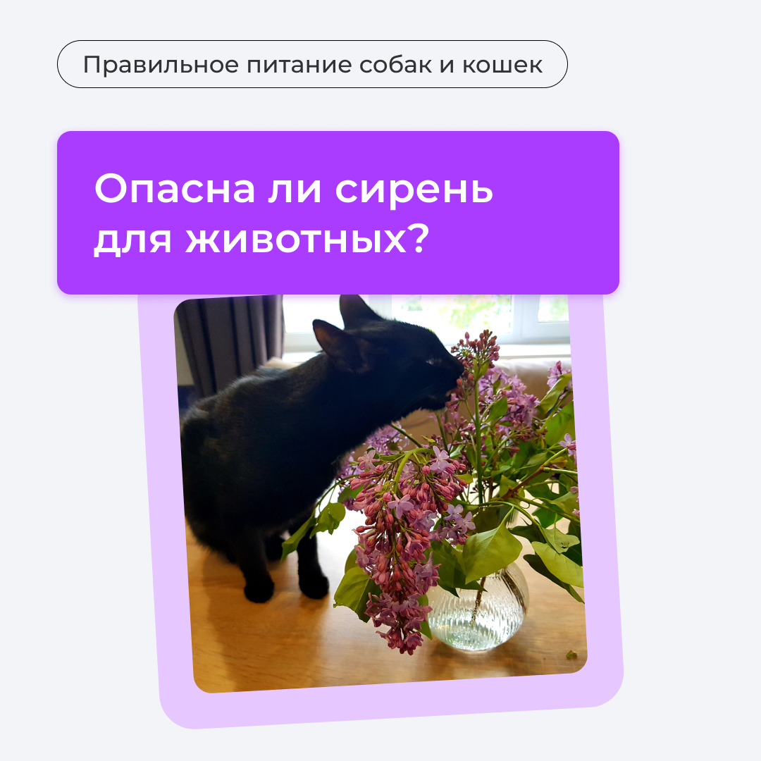 Опасна ли сирень для животных? | Правильное питание собак и кошек | Дзен